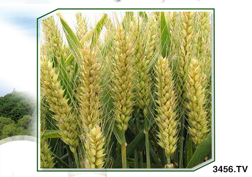 小麥什么時候冬灌?必須準確判斷!該灌不灌,必有后患! 小麥什么時候冬灌?必須準確判斷!該灌不灌,必有后患!