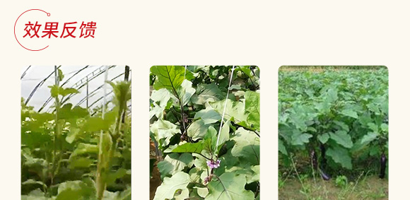 農(nóng)用微生物菌劑(一號菌)-五道豐 農(nóng)用微生物菌劑(一號菌)-五道豐