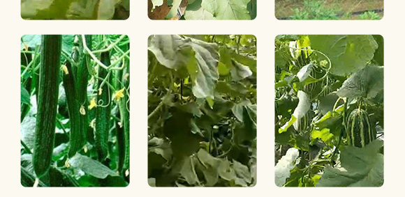 農(nóng)用微生物菌劑(一號菌)-五道豐 農(nóng)用微生物菌劑(一號菌)-五道豐