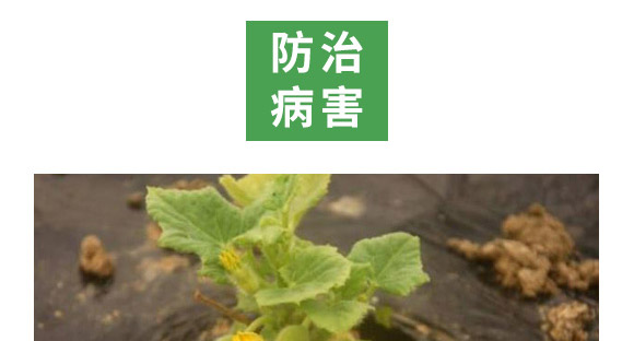 萬稼能13元素(瓶裝)-乾農 萬稼能13元素(瓶裝)-乾農