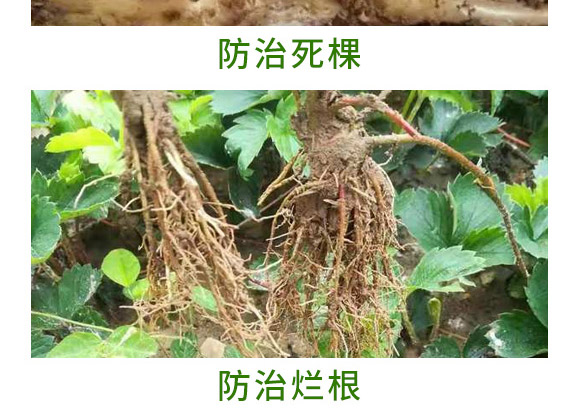 萬稼能13元素(瓶裝)-乾農 萬稼能13元素(瓶裝)-乾農