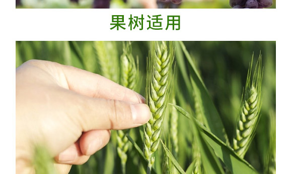 萬稼能13元素(瓶裝)-乾農 萬稼能13元素(瓶裝)-乾農