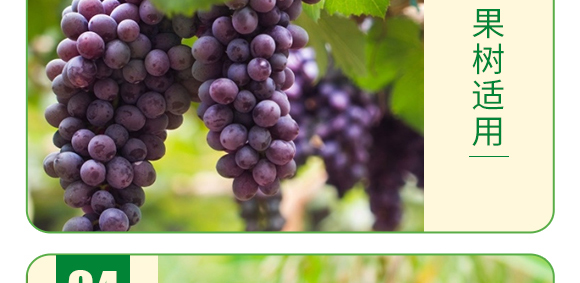 復合糖醇鈣-葉菲中補-德邦葉菲 復合糖醇鈣-葉菲中補-德邦葉菲