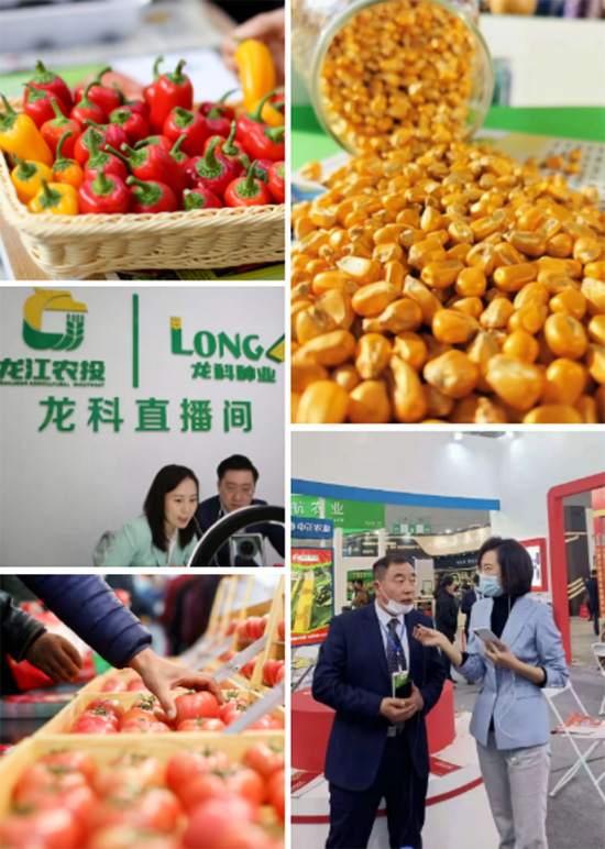 逆勢啟航|第26屆哈爾濱種業(yè)博覽會圓滿落幕 逆勢啟航|第26屆哈爾濱種業(yè)博覽會圓滿落幕