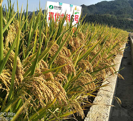 ΃(yu)п6̖(ho)-ˮN-S(l)NI(y)