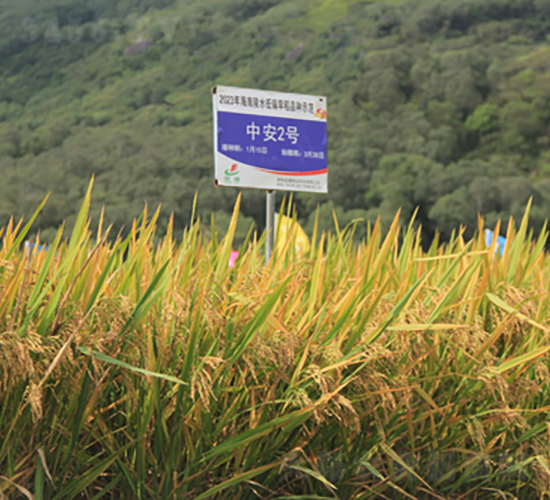 а2̖(ho)-ˮN-𽡷NI(y)