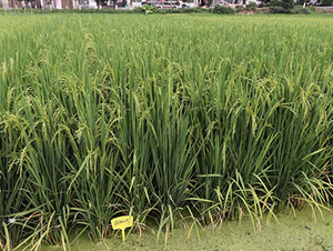 衃Ƀ(yu)261-ˮN-𽡷NI(y)