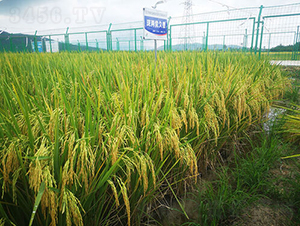 Ƀ(yu)-ˮN-𽡷NI(y)