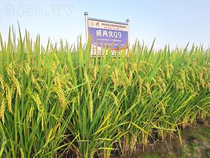 Ƀ(yu)Q9-ˮN-𽡷NI(y)