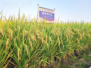 Ƀ(yu)Q8-ˮN-𽡷NI(y)