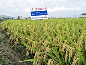 Ƀ(yu)z-ˮN-𽡷NI(y)