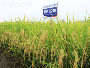 ۃɃ(yu)210-ˮN-𽡷NI(y)